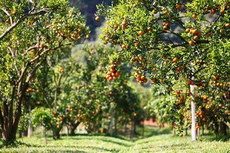 The growing zone for sierra vista, az is 8. Fruit Trees that Grow Well in Calgary - Fivestar Landscaping