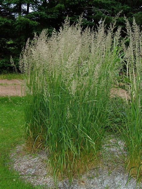 Lovegrass Farm Calamagrostis X Acutiflora Karl Foerster At Lovegrass