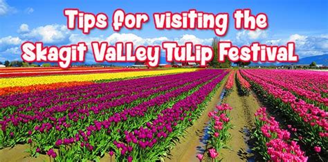 Tulips Galore At Skagit Valley Tulip Festival In Washington