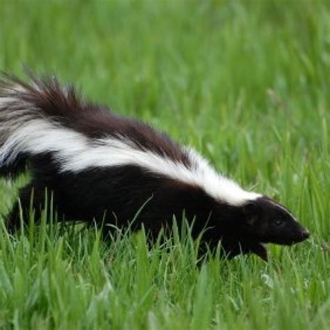 Unfortunately for some smokers 'skunk' has simply become another generic word for cannabis, but true skunk is a quite. Removing Skunk Smell from Books? | ThriftyFun