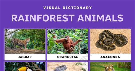 Rainforest Animals List Of Rainforest Animals With Facts And Pictures • 7esl
