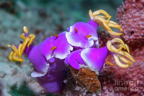 Nudibranchs Photograph By Georgette Douwma Science Photo Library Pixels
