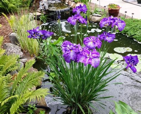 Japanese Iris Looks Stunning In A Water Garden