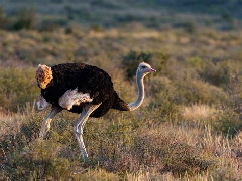Where Do Ostriches Live Habitat Distribution Unianimal