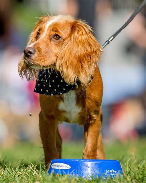 A Spaniel Drinking From A Blue Bowl In The Park At A Dog Show