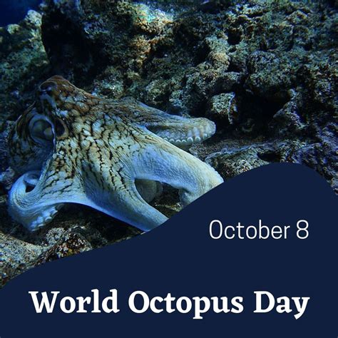 World Octopus Day 2023 Eventlas