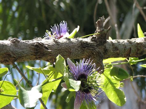 Purple Passion Flower Tree | Purple passion flower, Passion flower, Flowering trees