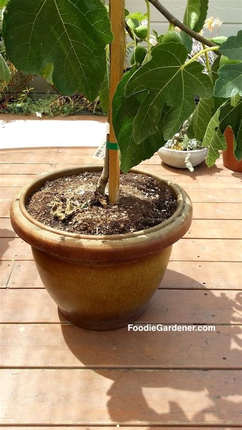 Grow Figs 101 Plant Fig Trees In Containers The Foodie Gardener
