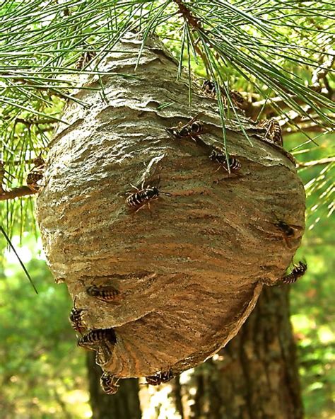 Interesting Facts About Hornets Large Wasps With Paper Nests Dengarden