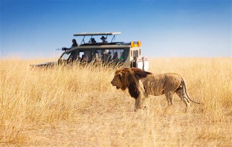 “travellers Get Closer” On Glps Kenya Safari Tours Travelweek