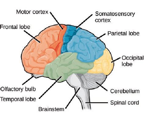 2 Illustration Of The Brain The Four Main Lobes Frontal Parietal
