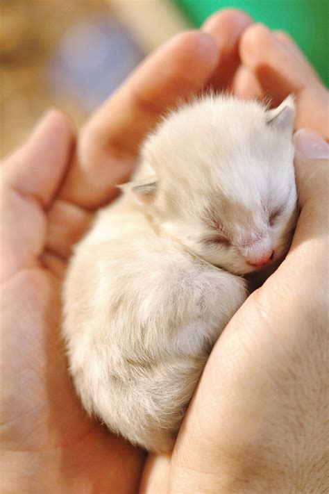 Tiny Newborn Kitten Katten En Kittens Katten Kittens