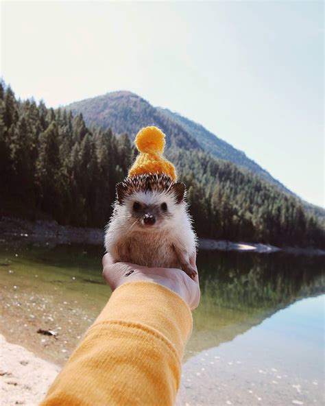 This Hedgehog With Hat Mademesmile