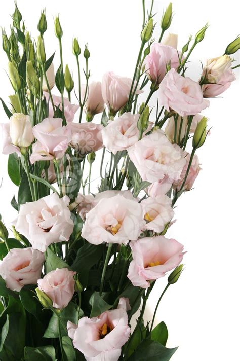 Lisianthus Double Pale Pink Flowers Flowers