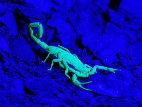 We did not find results for: How to Make UV Light Out of Your Phone's LED Flash | WIRED
