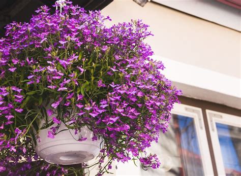 Le fioriere sono i contenitori ideali per piantare fiori e piante, dei le piante pendenti che ti. Fiori da balcone pendenti | Piante ricadenti da esterno - Donna Moderna