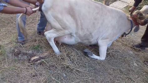 A Cow Giving Birth Youtube