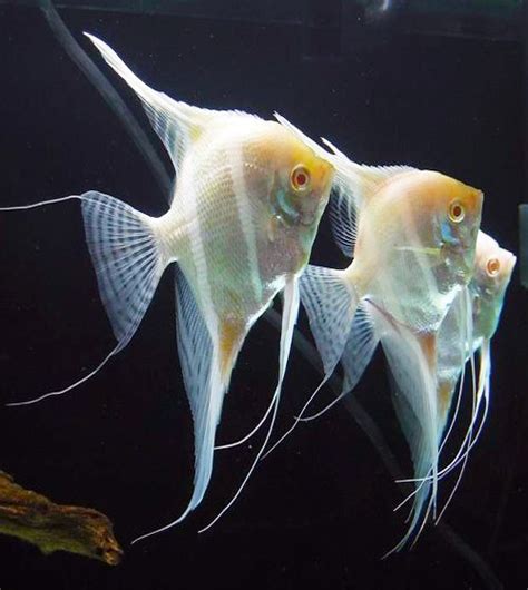 Freshwater Angelfish Pterophyllum Albino Altum Angelfish Tank