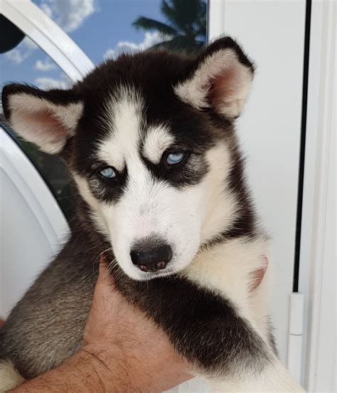 Download the perfect husky pictures. Alaskan Husky Puppies For Sale | Miami, FL #310122