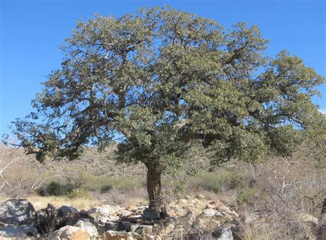 9 Types Of Oak Trees In Arizona Progardentips