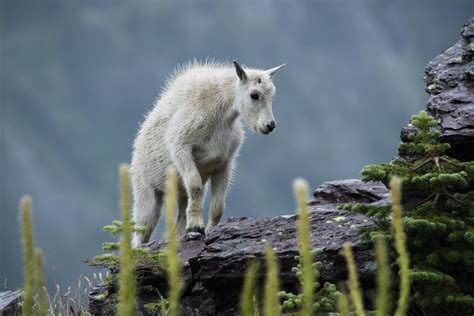 Mountain Goat Kid Free Stock Photo Public Domain Pictures