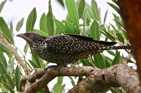Asian Koel Female Is Spotted And Pretty