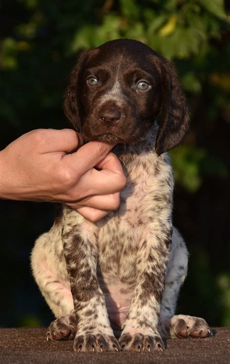 Find pointer puppies and dogs for adoption today! German Shorthaired Pointer Puppies For Sale | Polvadera ...