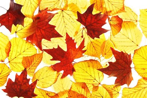 Premium Photo Golden Autumn Leaves Background