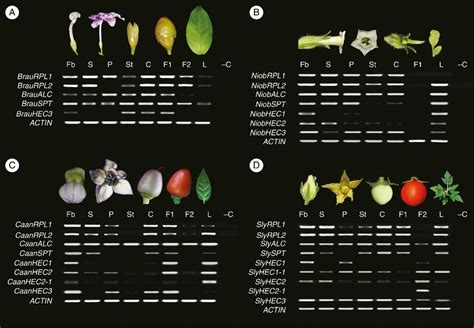 Check spelling or type a new query. Carpel and fruit development genes in Solanaceae « Botany One