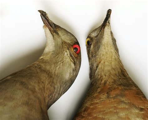 Why The Passenger Pigeon Went Extinct Audubon