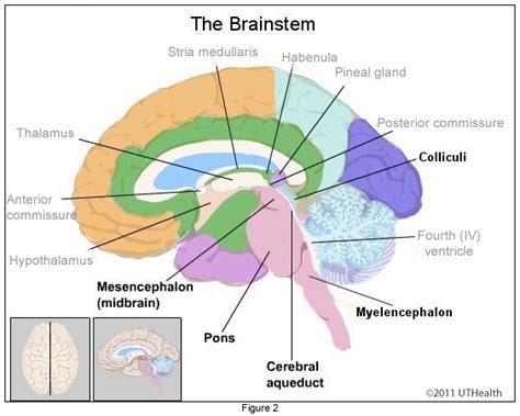 Neuroanatomy Online Lab 1 Overview Of The Nervous System The