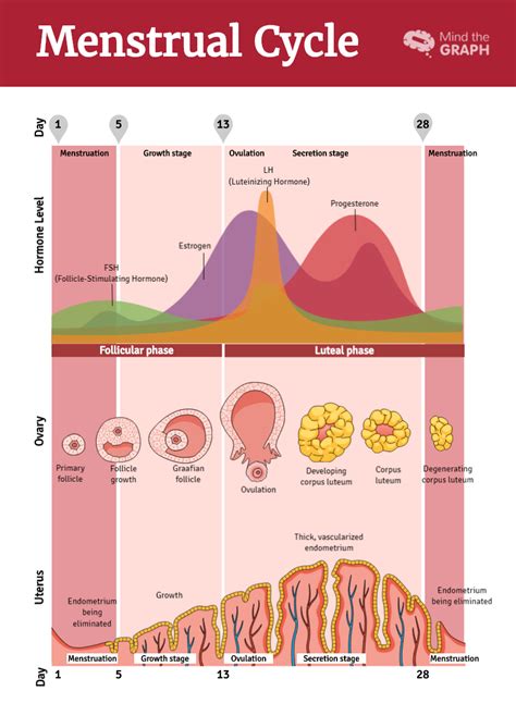 Gynecology Menstrual Cycle Infographic Mind The Graph Infographic