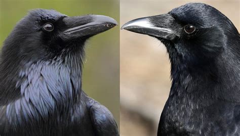 Raven Vs Crow How To Tell The Difference — A Definitive Guide