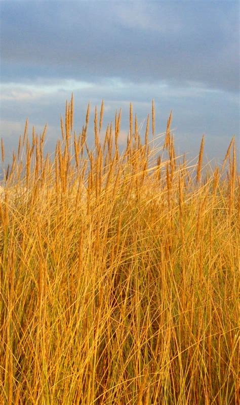 Marram Grass Marram Grass On Sand Dunes Seaton Carew Beac Flickr