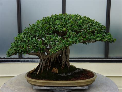 Belajar Cara Membuat Bonsai Pohon Beringin Khusus Untuk Pemula Toko