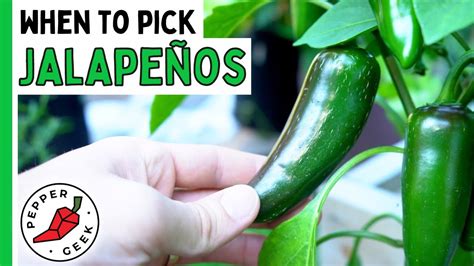 When To Harvest Jalapeño Peppers How To Know Theyre Ready Pepper
