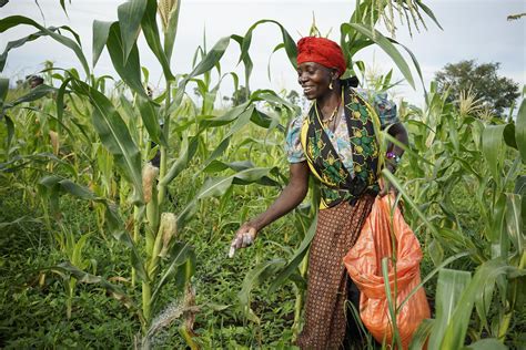 10bn African Food Industry At Risk To Global Fertiliser Crisis Agrigist