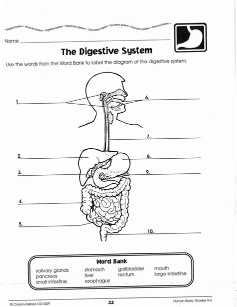 The Digestive System Worksheet