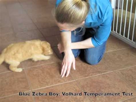 The avidog puppy evaluation test (apet) teaches you to evaluate temperament traits that contribute to a puppy's success in its home. Safari Doodles:"BlueZebra" Mini Goldendoodle puppy ...