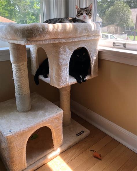 7 Of The Best Cat Trees And Condos On Amazon 5 Star Rated Hip2save