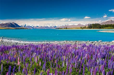 Stunning Photos Of New Zealand Landscapes In Spring