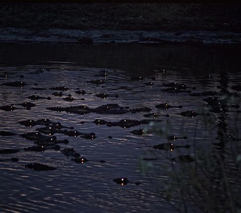 Alligator Eyes Glowing At Night Rnatureismetal