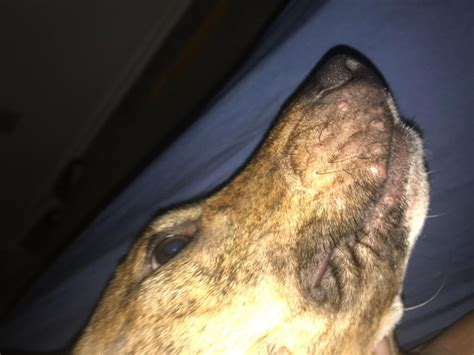 My Dog Have These Bumps On The Left Side Of His Lips It Started Off