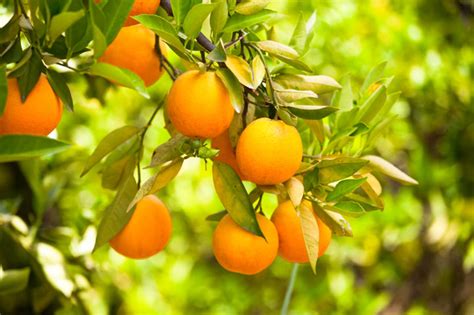 Drop time, disease resistance, consistency, taste, palatability, and yield. Plant nursery and fruit trees - Wharkuroogma Discount ...