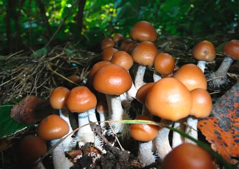 Why Are Some Mushrooms “magic”