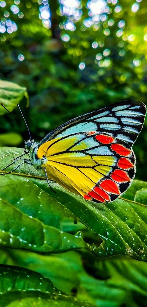 Colorful Beautiful Butterfly About Wild Animals