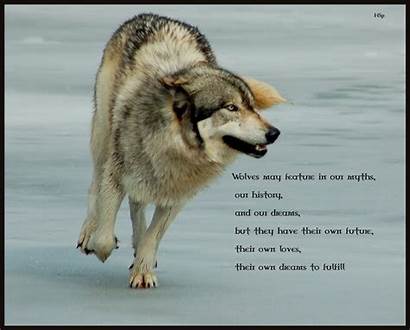 Wolf Indian Quotes Wolves Wisdom Alpha Wilk