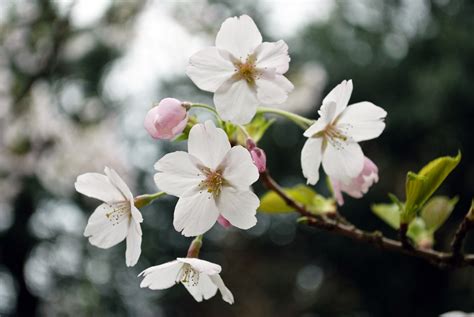 Apple Tree Blossom 2 Free Early Years And Primary Teaching Resources
