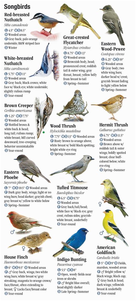 Backyard Birds Of New York State House Backyards