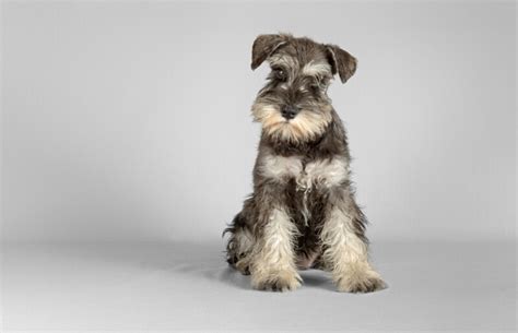 Are Miniature Schnauzers Hypoallergenic Do They Shed A Lot Petsoid